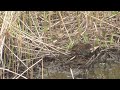 Water Rail Bath Time