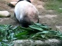 PANDA at HONG KONG OCEAN PARK