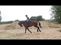 MEET MY NEW HORSE || Thomas || Fast Forward Eventing
