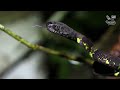 Snakes in Peru, 20 species from the Amazon and deserts, venomous bushmaster, anaconda and more