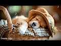 12 HOURS of Dog Calming Music For Dogs🎵🐶Separation Anxiety Relief Music🎵💖dog relaxation🎵