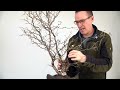 Styling a Cherry Bonsai (Prunus)