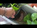 My Full Houseplant Tour 2024 (30 Plants) | Easy to Care for Houseplants | My Indoor Plant Collection