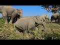 Death Trap  !! ELEPHANTS STRUGGLE TO CROSS A TRENCH IN TEA GARDEN OF ABHOIJAN