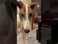 Greyhound reacts to harmonica