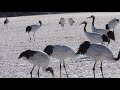 Endangered Red-crowned Crane Mating Dance in Japan