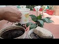 पौधों के लिए रामबाण ह्यूमिक एसिड घर पर ही तैयार करने का सबसे सरल तरीका/Humic Acid