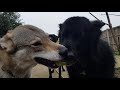 Test of wills between Tala Czechoslovakian Vlcak Wolfdog and her friend a German Shepherd Dog