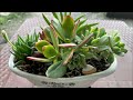 Growing succulents indoor | How to propagate succulents | Succulent garden in a tray