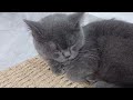 You Laugh You Lose😹🐕Funniest Dogs and Cats 2024😻🐶