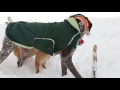 German shorthaired pointer's first snow