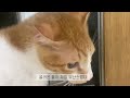 [반려동물 자랑대회] 혜안님 반려동물 자랑대회에 보내는 영상