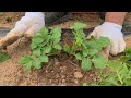 굵은 감자를 수확하려면 감자싹이 한뼘 정도일때 감자순치기를 해주세요. 감자순치기 하는 방법.