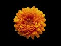 Marigold