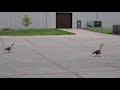 Миний ажлын байран дахь зэрлэг галуу/A wild geese at my workplace. 🦢🦢