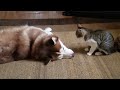 Husky gets bullied