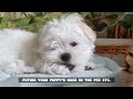 POTTY TRAIN A PUPPY - DOG POTTY TRAINING GUIDE