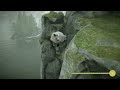 SHADOW OF THE COLOSSUS: GRABBING A SEAGULL WHILE CLIFF JUMPING.