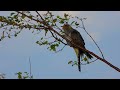 Common cuckoo song call,Gjøk,Обыкновенная кукушка,coucou gris chant,Kuckuck gesang,Koekoek кукушка