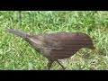 Birds in slow motion, the calm before the storm