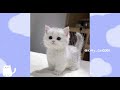 8 minutes of Cute and funny kitten competition #1 | Kitty Cat |8분간의 귀엽고 재미있는 새끼 고양이 대회 #shorts