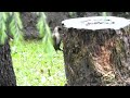 Il Prispolone in compagnia del Picchio verde.#birds #nature #mushroom