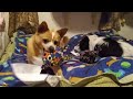 our doggies opening gifts