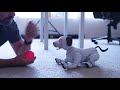 A Day in the Life with aibo | Sony & iPhonedo