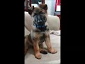 cute puppy German shepherd with funny faces