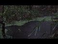 Relaxing Sounds of Rain and Wind in Forest 3 Hour / Rainforest Drops Sleep Rain ASMR sounds