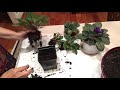 propagation of my african violets and replant it tutorial video.part-1.