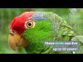 Top 13 Best Pet Birds for beginners -  Most Friendly Birds for Pets - Learning Video