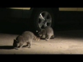 3 young adult raccoons learning about peanuts 09/20/2010