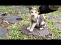 Kucing Lagi Mengandung Di Tempat Wisata