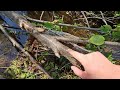 Exploring Recently Abandoned Beaver Swamp