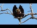 Tulsa River Park Trails - Bald Eagle Perched Then Dives Head First - 7-24-24