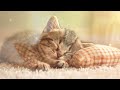 Music for calm your kitten - 2 Hour piano music with cat purring sound -  Sleep music, stress relief