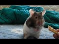 Hamster eating a biscuit