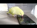 Mitthii parrot playing with phone 📱|| parrot speaks in Urdu&Hindi ||