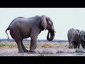 4K African Animals: Masai Mara National Park - Amazing African Wildlife Footage with Real Sounds