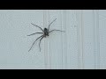 Philodromus margaritatus spider