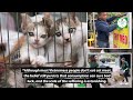 Vietnamese Restaurant that Slaughter Cats for Soup Menu Shuts Down