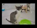 When a silly Cat becomes your best friend 😘 Funny And Cute Cats Videos 2024 🐕🐱