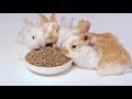 STOP ANXIETY♥1 hour of cute RABBIT BABIES meditation 4k HD| for instant anxiety/panic attack relief.