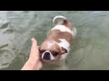 Chihuahua is a swimming master!!　チワワは泳ぎ上手
