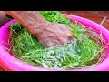 Brilliant Idea | How to grow Wheatgrass without soil at Home | Easy for Beginners