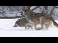 Wolves of the Chernobyl Zone | Film Studio Aves