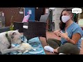 Watch The Tear-Jerking Moment This Dog Meets His New Mom | The Dodo Adoption Day