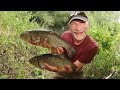 Chub Off The Top - Summer River Surface Fishing With Bread - 14/7/22 (Video 333)