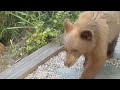 Mama Bear and 2 Cubs on Trash Day (Afternoon)  - Part 2